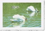 05-06 Swans * 968 x 635 * (533KB)